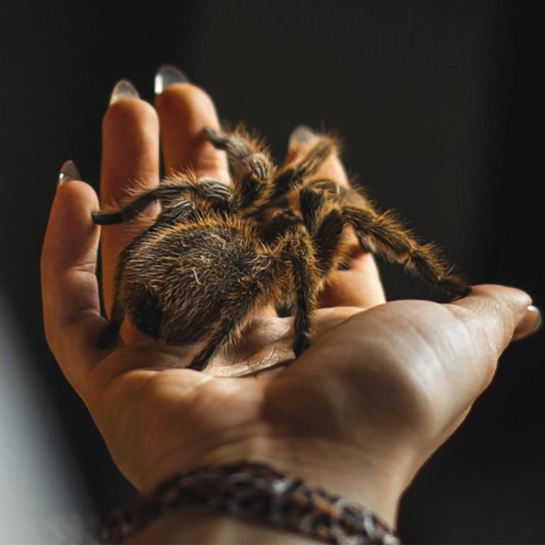 Fascinating world of spiders and scorpions